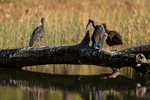 Three Red-naped Ibises...