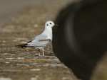 Bonaparte's Gull standing on wall, Farmoor Reservoir