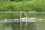 Trumpeter Swans & six cygnets, Minnesota