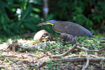 Bare-throated Tiger-He...