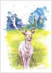 White Stag