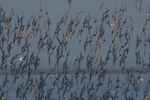 Snettisham RSPB 2017 NIKON D500 500mm f4 1-2500 iso400