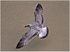 Herring Gull