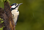 GREAT SPOTTED WOODPECKER