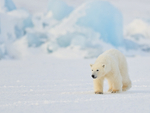 Svalbard Polar Bear cub walking in front of iceberg