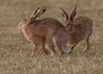 Brown Hare