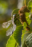 Southern Hawker Dragonfly, Cheshire