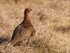 Red Grouse