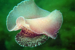 Pleurobranchus membranaceus