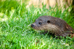 european otter lutra lutra-8276