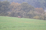 WJ7_8874