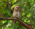 Tawny Owl - Strix aluco