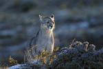 Puma breath in cold air, Torres del Paine, Chile