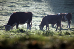 Tuckets Field Cows _028