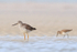 Greater Yellowlegs and Dunlin, Florida