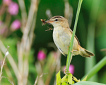 Sedge Warbler portfolio