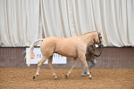 Class 3 - In Hand Foreign Breeds & Warmbloods portfolio