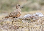 Dotterel,Lapwing,Plover portfolio