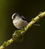 LONG TAILED TIT REF LTT 1