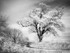 Field Oak in IR