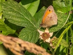 Meadow Brown