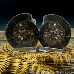 Cut & Polished Whitby Ammonite 042