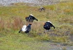 Black Grouse