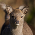 Young Sika Deer at Arne