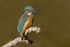 Female Kingfisher