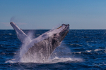 Humpback Breach into the wind 5. 0A3A2795