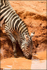Zebra drinking