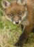 RED FOX CUB/ REF RFC 4