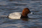 Pochard portfolio