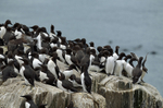 Common Guillemots