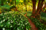967 Wild Garlic, Shanklin Down