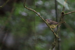 Costa Rican Warbler, P...