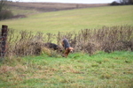 WJ5_6146