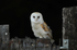 Barn owl