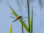Four-spotted Chaser