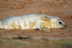 Atlantic Grey Seal