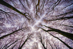 Looking at the sky at Mullaghmeen Forest, County Westmeath, Ireland.