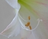 Beauty in Bloom 3   11 x 14