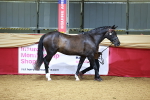 SBM_00232