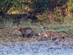 Red Foxes