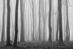 Beechwood in November