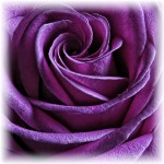 Delicate Rose