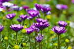 Flower - 6507