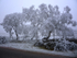 Hoar frost on New Years Day 2009.