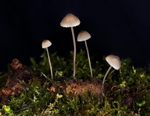 Common Bonnet