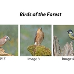 1st Charlie Kidd Birds of the Forest